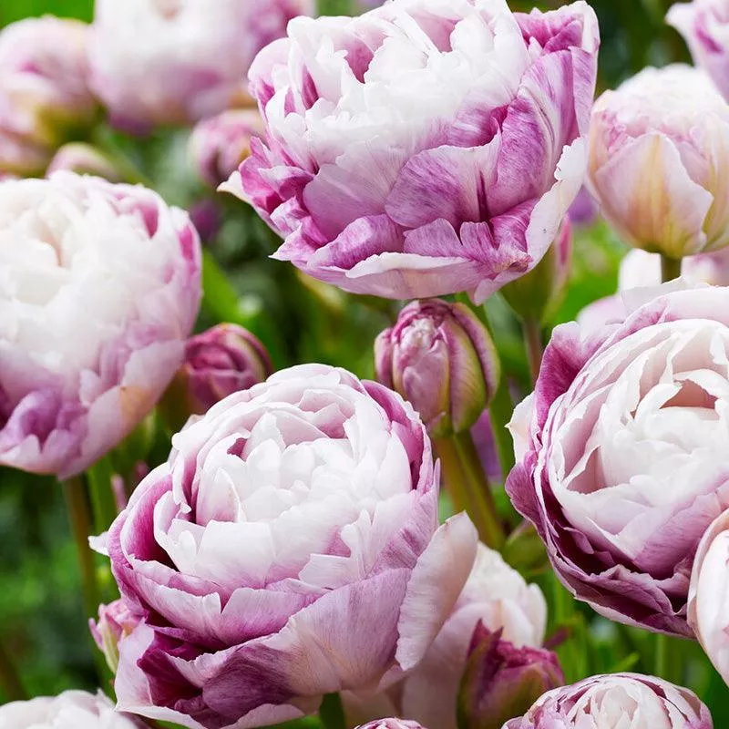 double-surprise-double-late-tulip-bulbs-pack-7 Double Surprise Double Late Tulip Bulbs (Pack of 7)