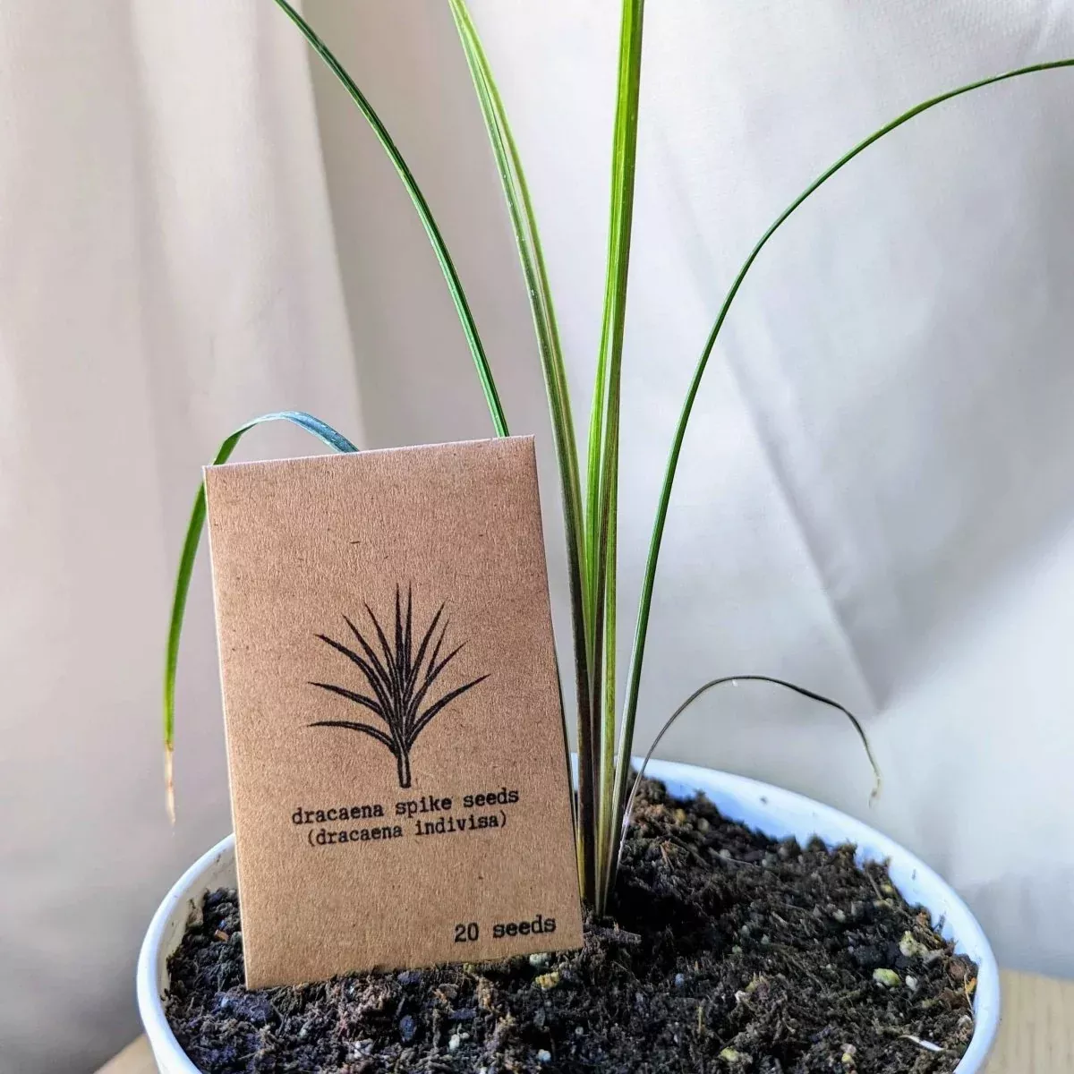 dracaena-indivisa-spike-seeds Dracaena Indivisa 'Spike' Seeds