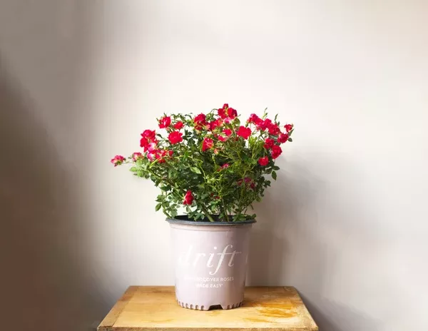 drift-rose-red-plant-2-gallon Drift Rose Red Plant - 2 Gallon