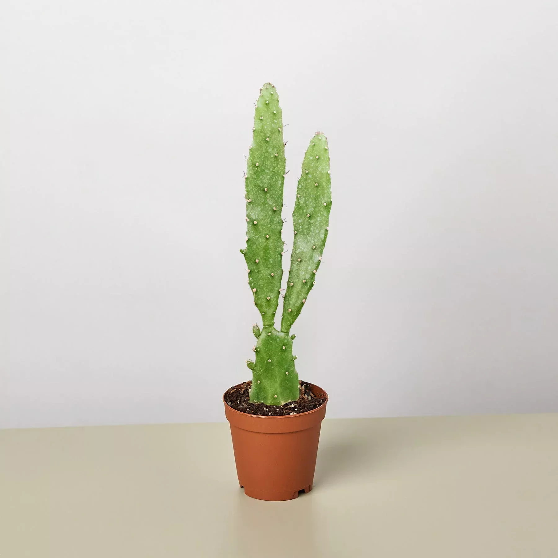 drooping-prickly-pear-cactus Drooping Prickly Pear Cactus