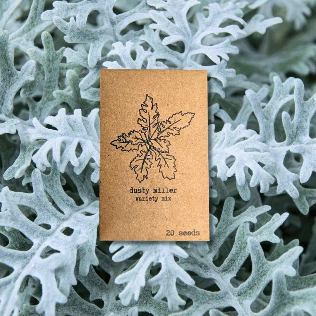 dusty-miller-mix-seeds Dusty Miller Mix Seeds