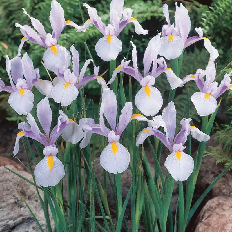 dutch-iris-carmen-20-pk Dutch Iris Carmen (20/pk)