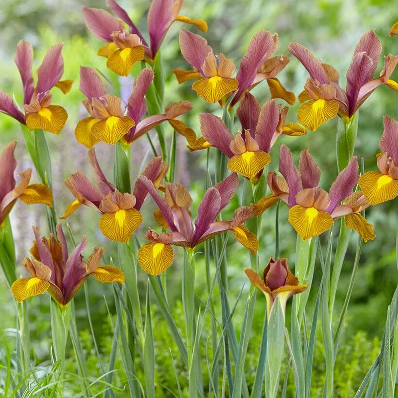 dutch-iris-lion-king-pack-12 Dutch Iris Lion King (Pack of 12)