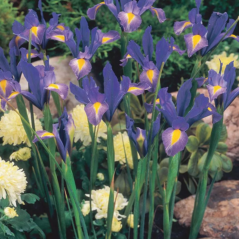 dutch-iris-sapphire-beauty-20-pk Dutch Iris Sapphire Beauty (20/pk)