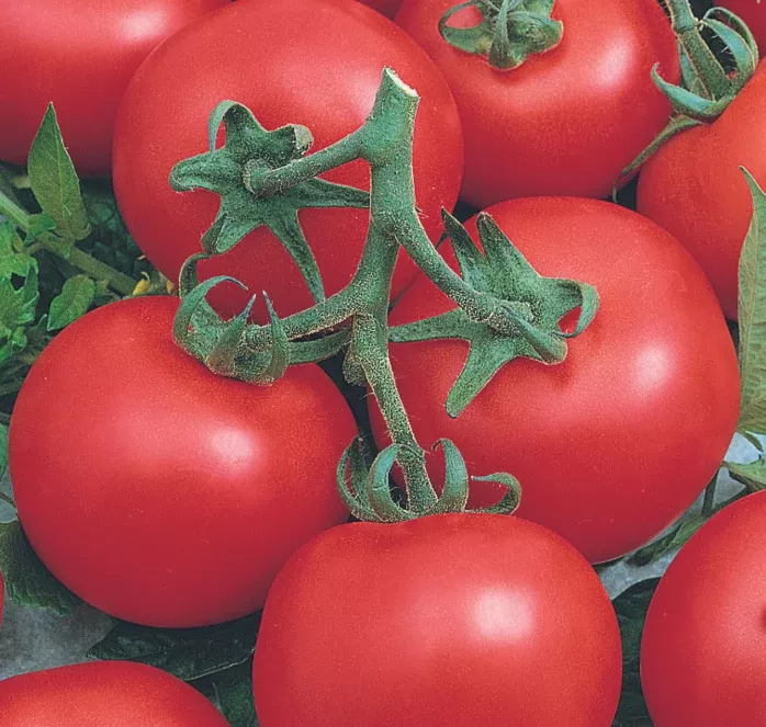 early-doll-hybrid-tomato-seeds Early Doll Hybrid Tomato Seeds