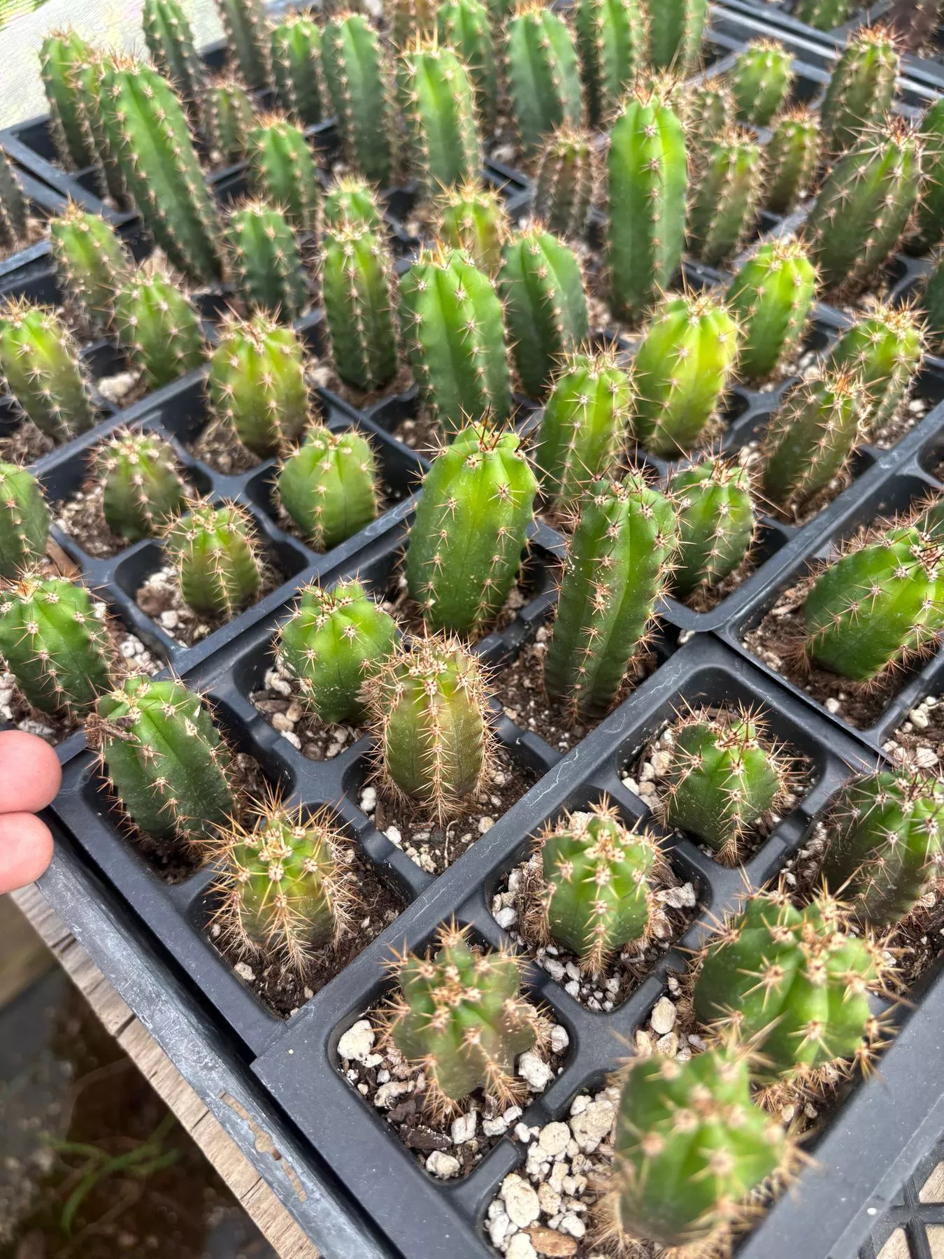 ec01-exact-three-packs-trichocereus-lost-label-cactus-seedlings-3-4 #EC01 EXACT Three Packs of Trichocereus Lost Label Cactus Seedlings 3-4"