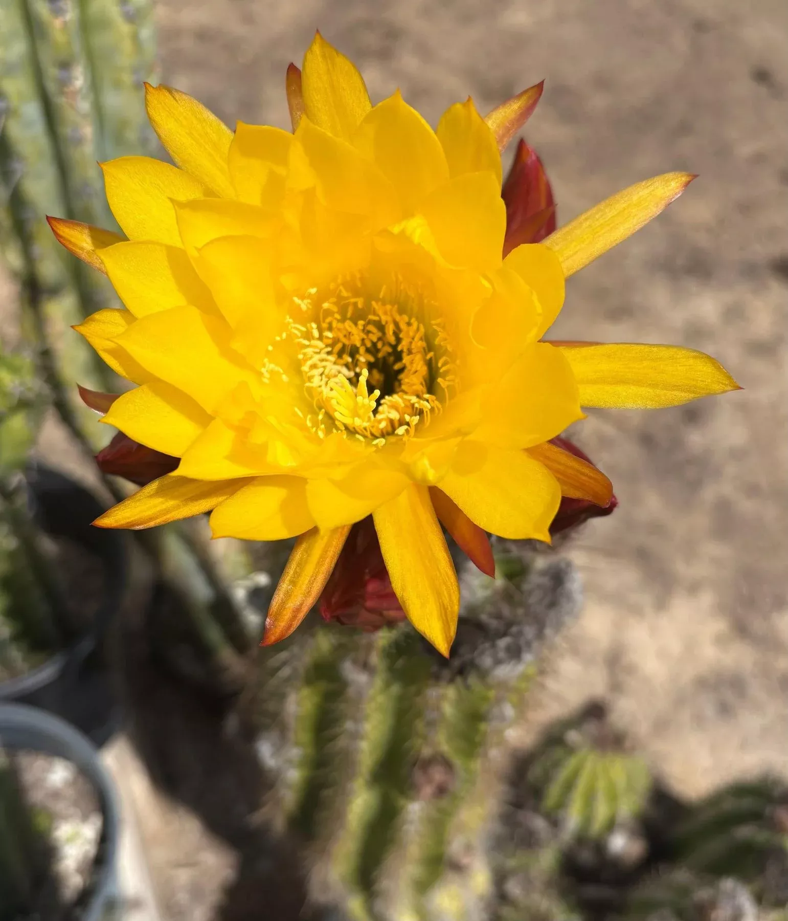 ec08-exact-trichocereus-grandiflorus-hybrid-sunflower-cactus-cutting-5-6 #EC08 EXACT Trichocereus Grandiflorus hybrid SunFlower Cactus Cutting 5-6”