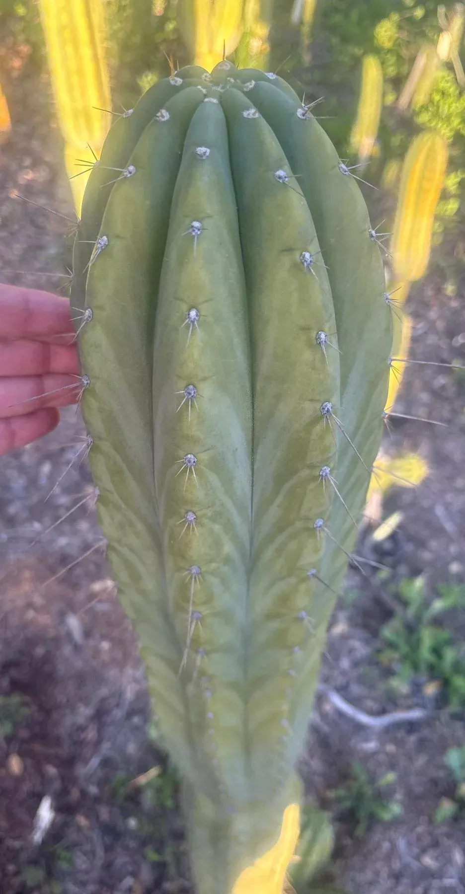ec103-trichocereus-pachanoi-k-valle-cactus-cuttings-8-10 #EC103 Trichocereus Pachanoi “K-Valle” Cactus Cuttings 8-10”