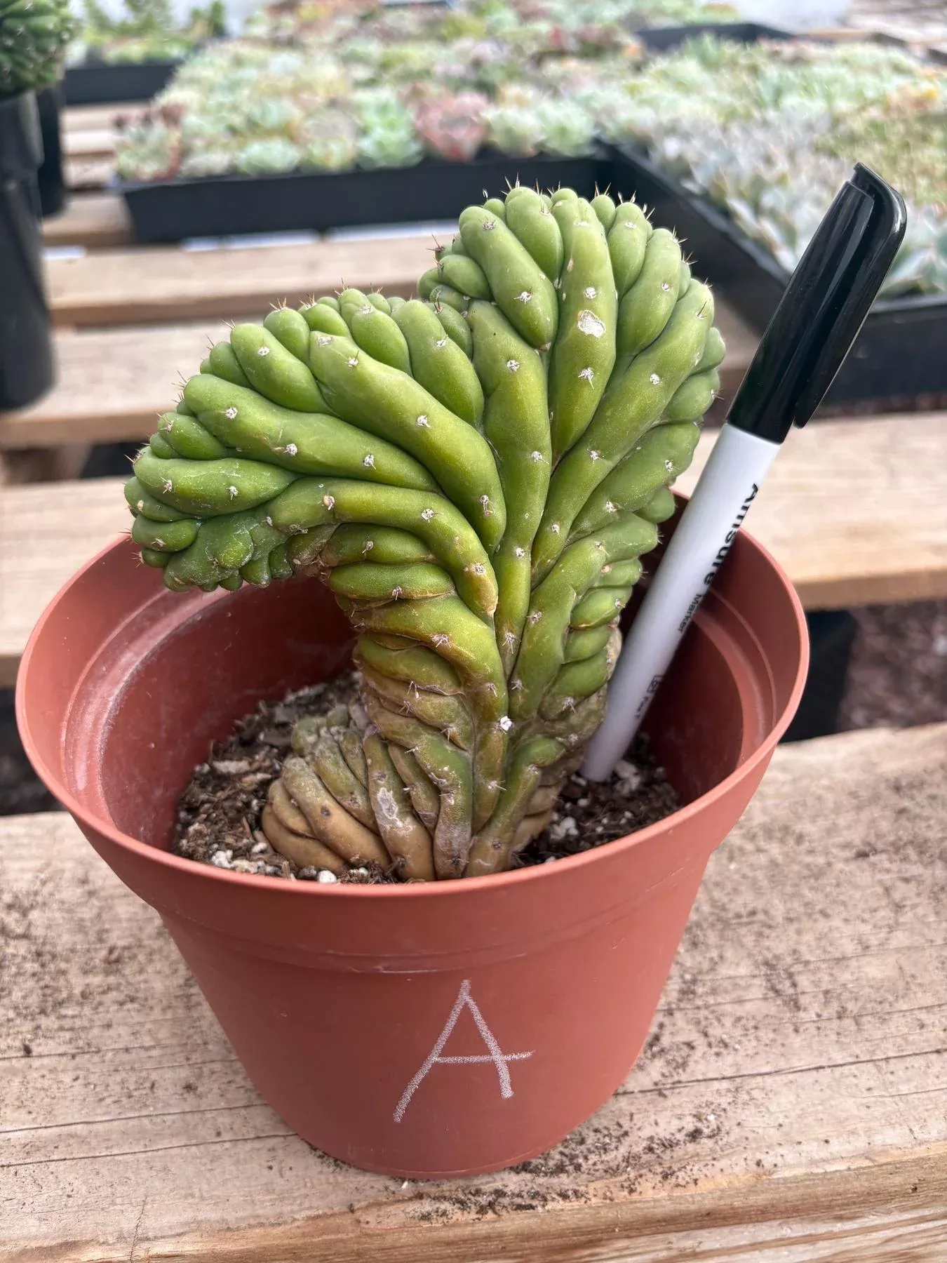 ec104-exact-trichocereuspachanoi-crested-cactus-tlc #EC104 EXACT TrichocereusPachanoi Crested Cactus TLC