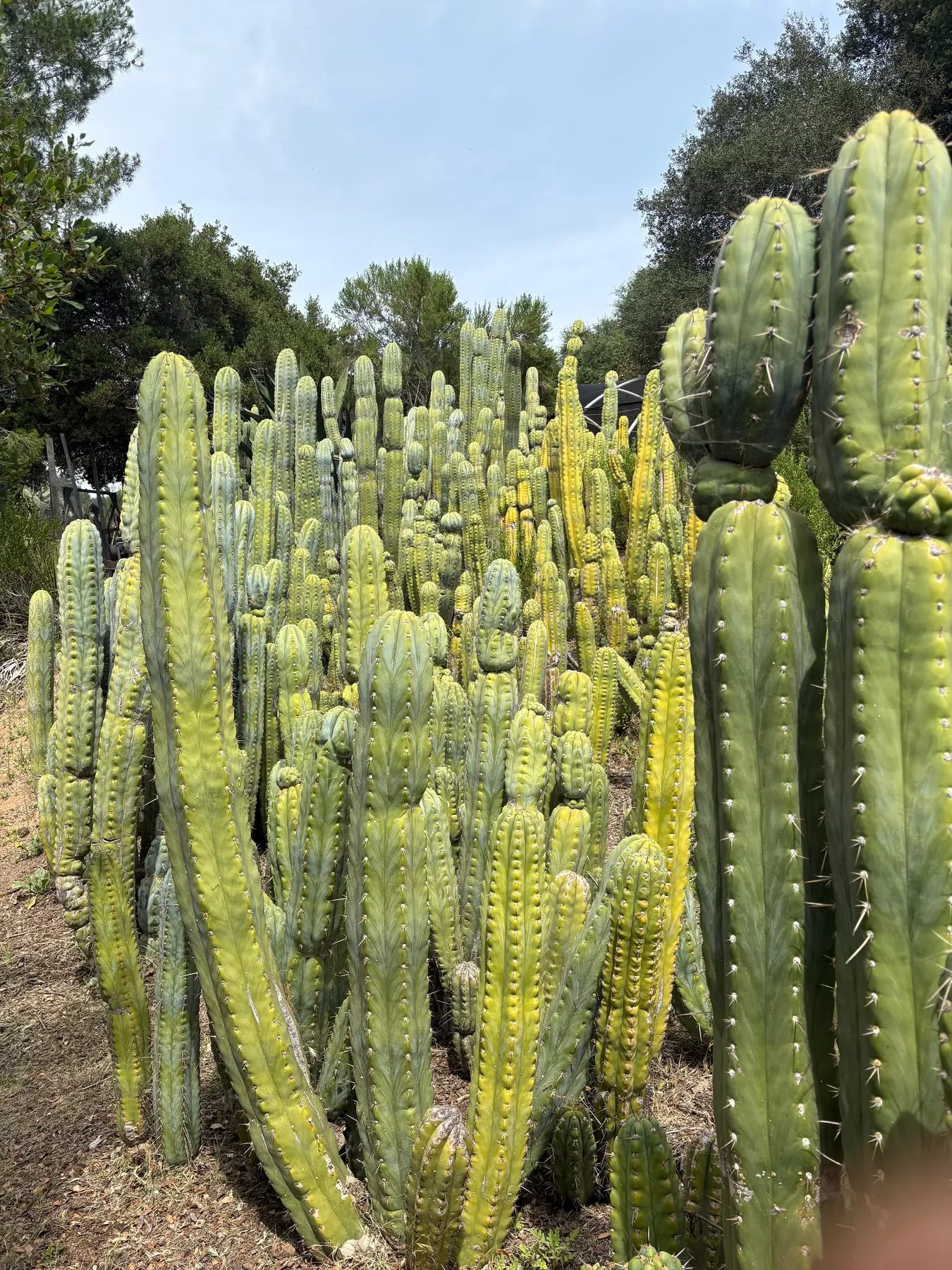 ec123-exact-trichocereus-peruvianus-resilience-cactus-cuttings #EC123 EXACT Trichocereus Peruvianus "Resilience” Cactus Cuttings