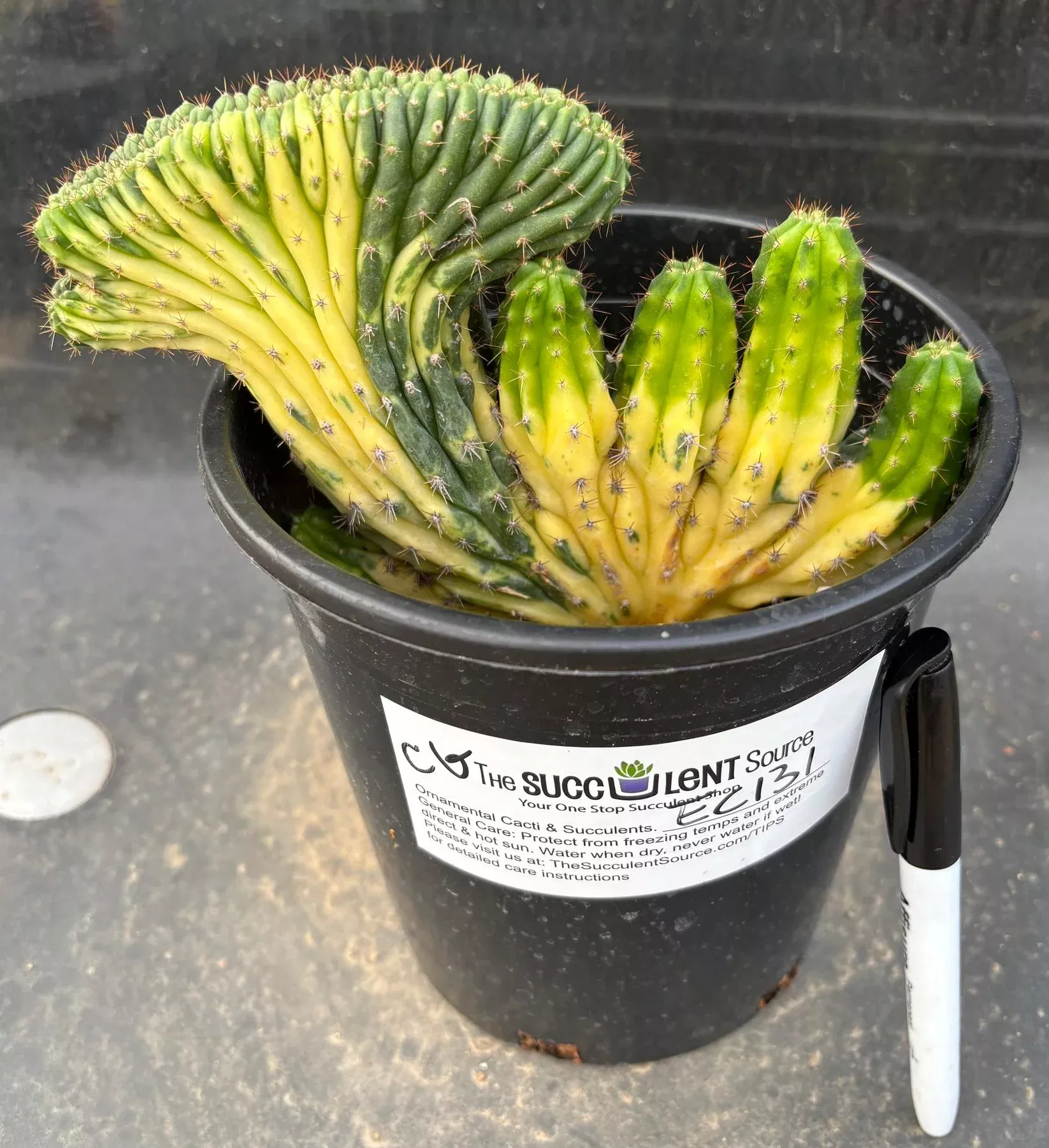 ec131-exact-trichocereus-pachanoi-variegated-crested-cactus #EC131 EXACT Trichocereus Pachanoi Variegated Crested Cactus