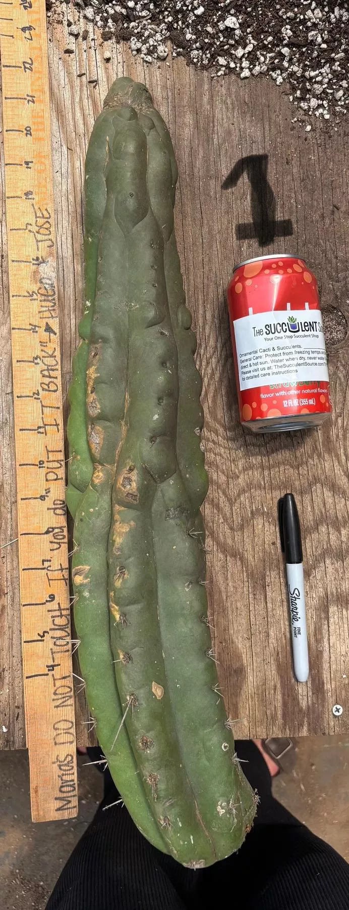 ec140-exact-trichocereus-pachanoi-monstrose-tpm-tlc-cactus-cuttings #EC140 EXACT Trichocereus Pachanoi Monstrose TPM TLC Cactus Cuttings