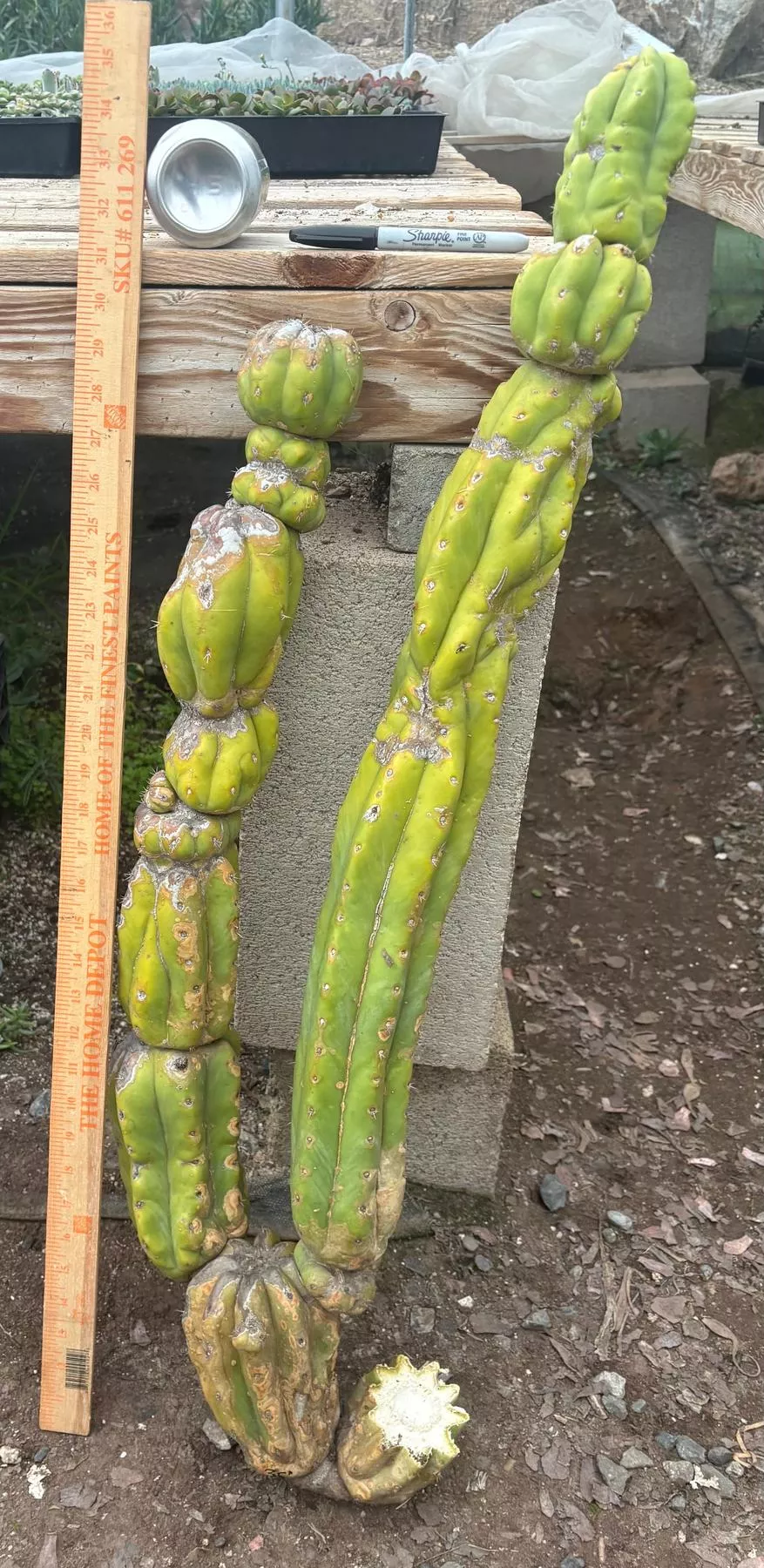 ec143-exact-trichocereus-pachanoi-pc-cactus-cutting-35 #EC143 EXACT Trichocereus Pachanoi PC Cactus Cutting 35”