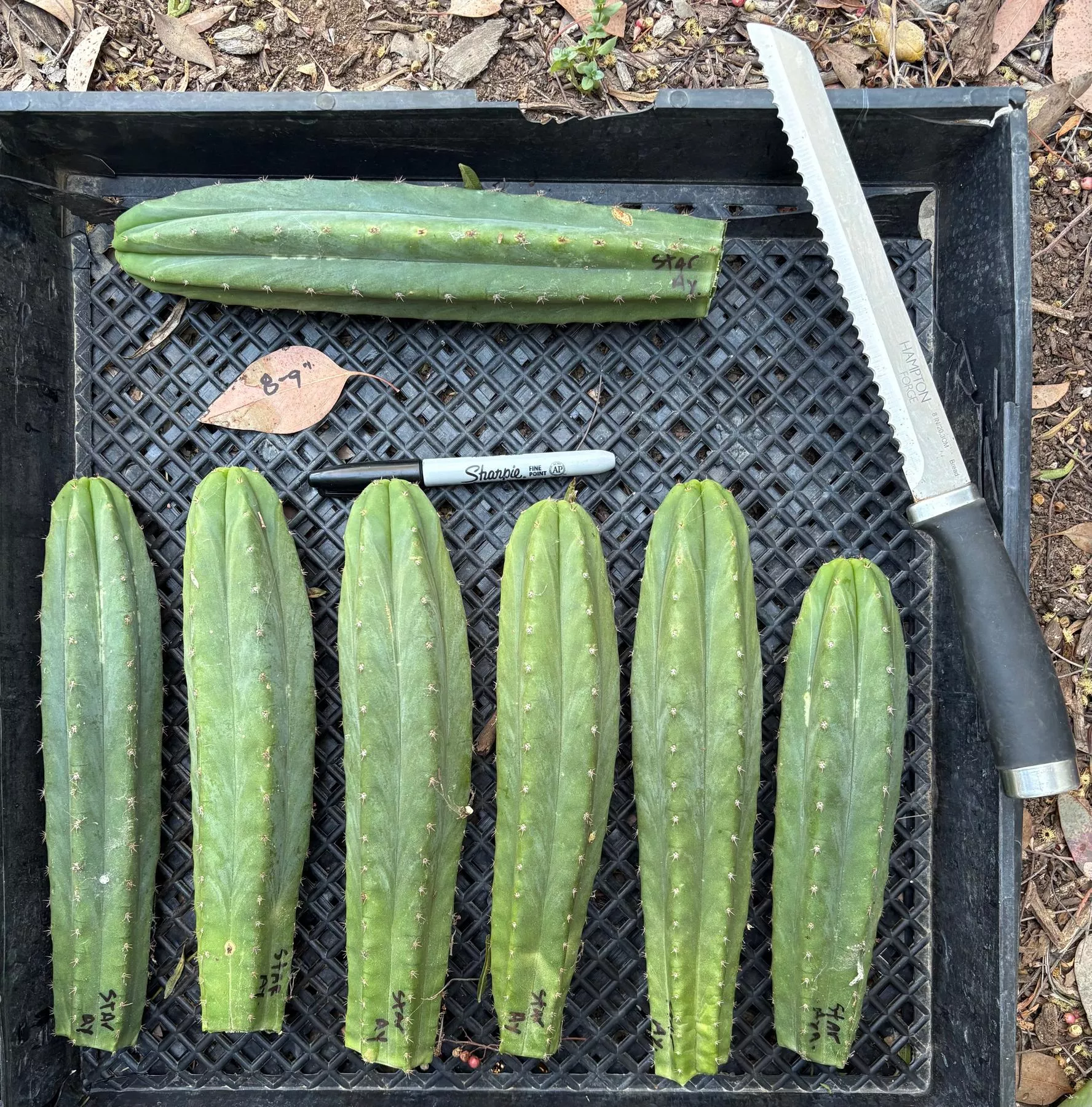 ec145-exact-trichocereus-pachanoi-star-ayacucho-cactus-cuttings-8-9 #EC145 EXACT Trichocereus Pachanoi Star Ayacucho Cactus cuttings 8-9”