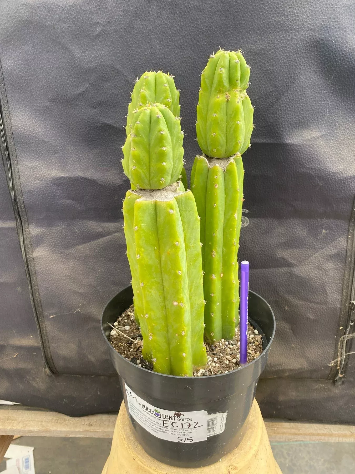 #EC172 EXACT Trichocereus Pachanoi PC San Pedro Cactus Specimen