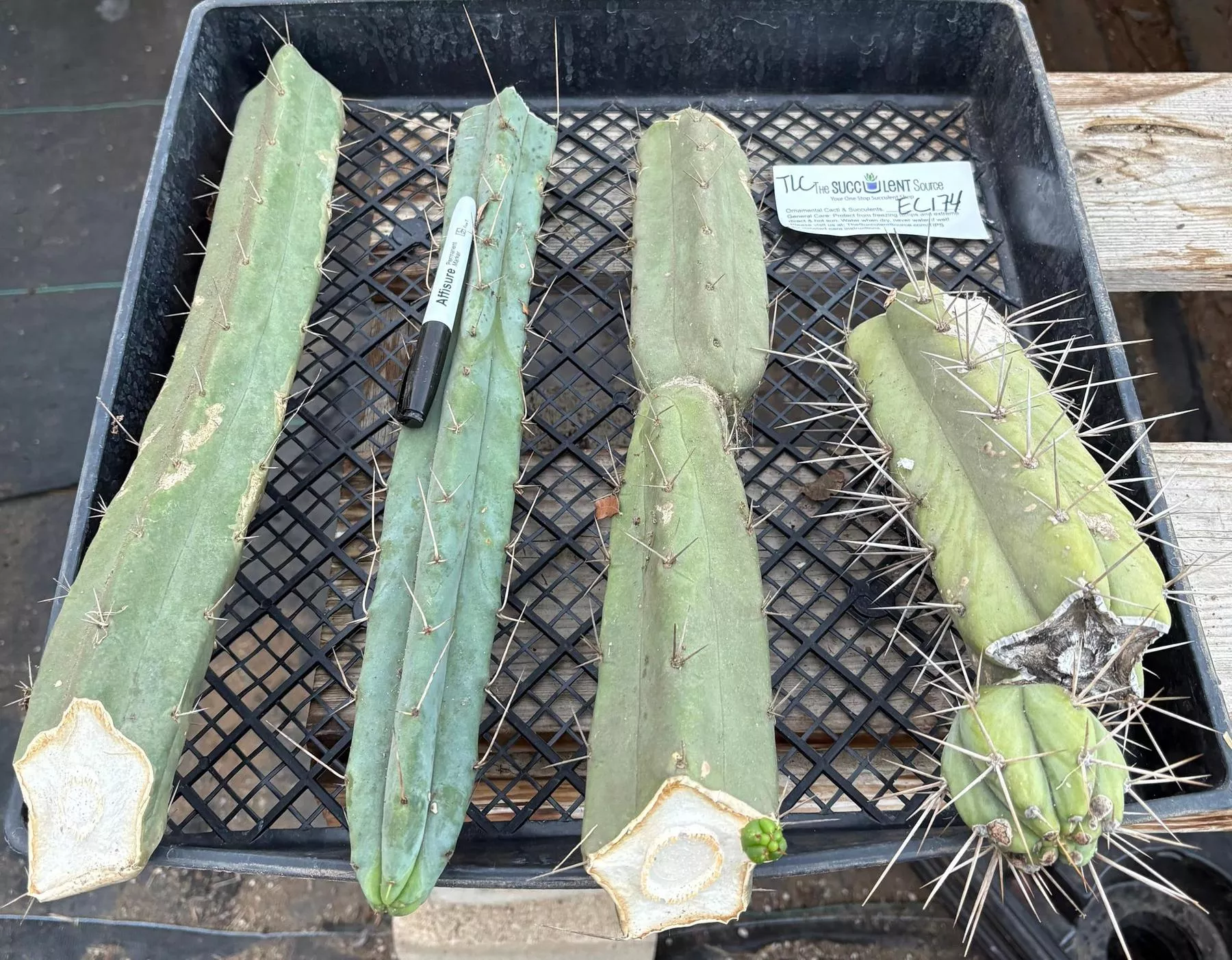 #EC174 EXACT Trichocereus Bridgesii TLC Cactus Cutting Lot