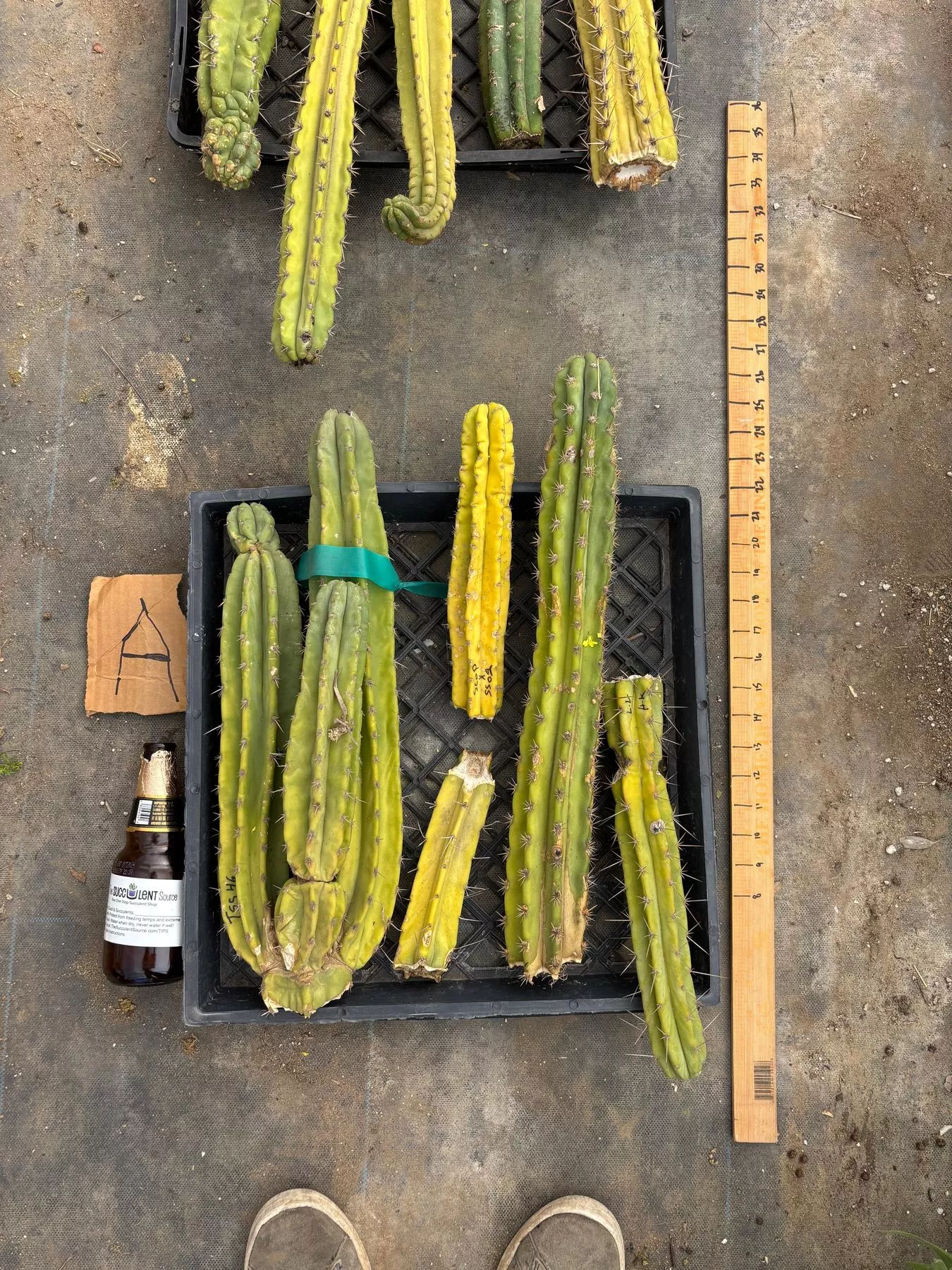 #EC188 EXACT Trichocereus TLC Bargain MIXED Cactus Cutting Lot