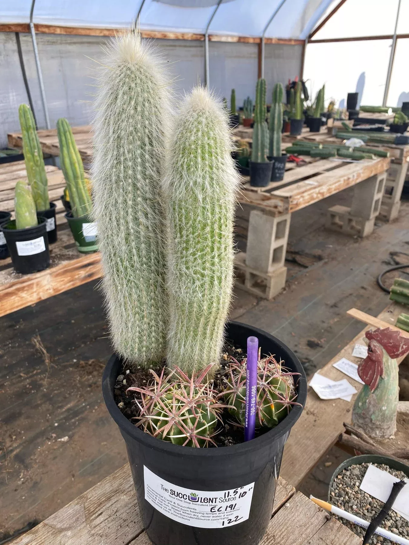 #EC191 EXACT Espostoa Ornamental Cactus 11.5" 10”