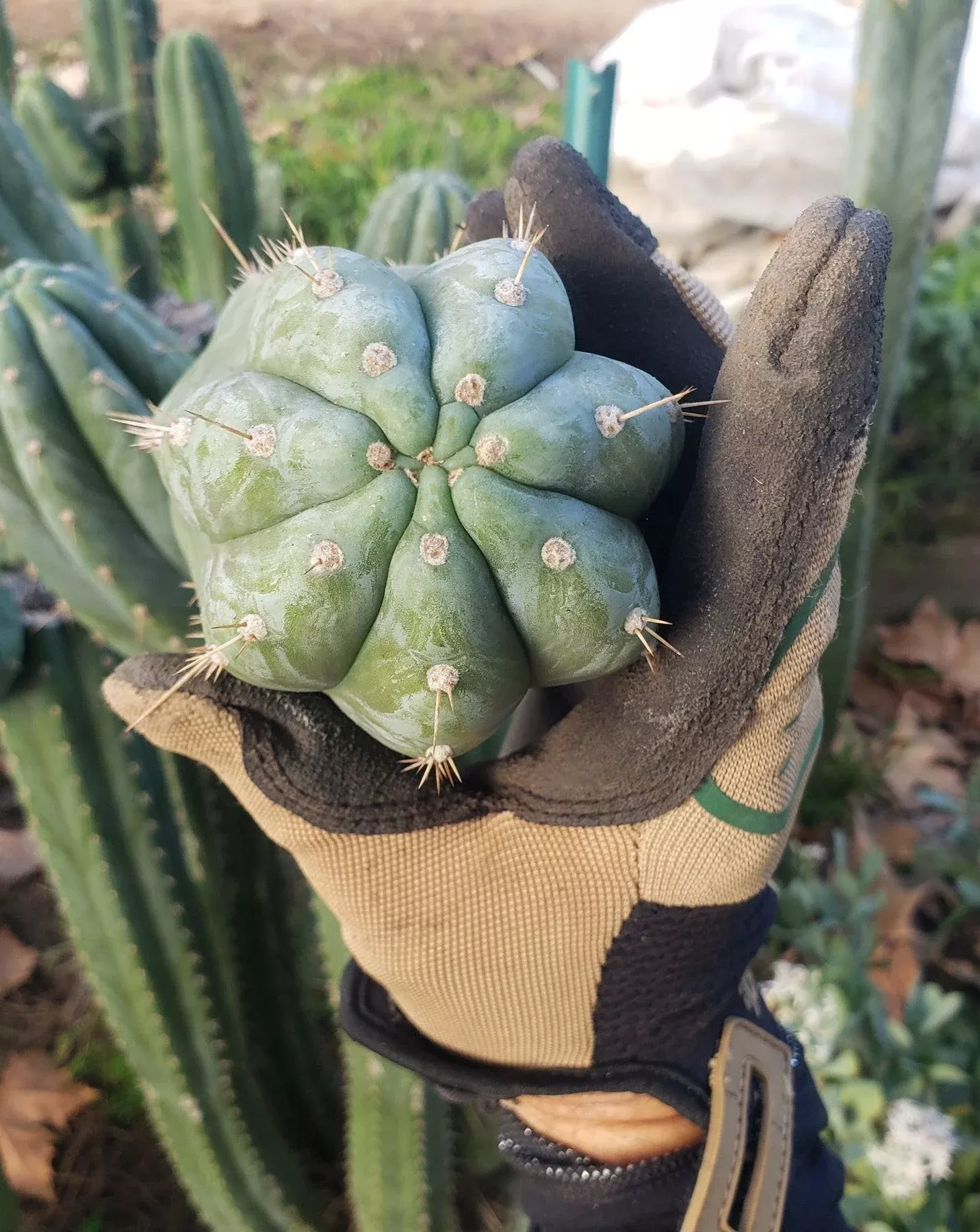 #EC198 EXACT Trichocereus Pachanoi "Lora Jean" Cactus