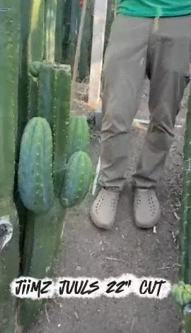 ec267-friday-trichocereus-cactus-cutting-video-special-w-lora #EC267 Friday Trichocereus Cactus Cutting Video Special W Lora
