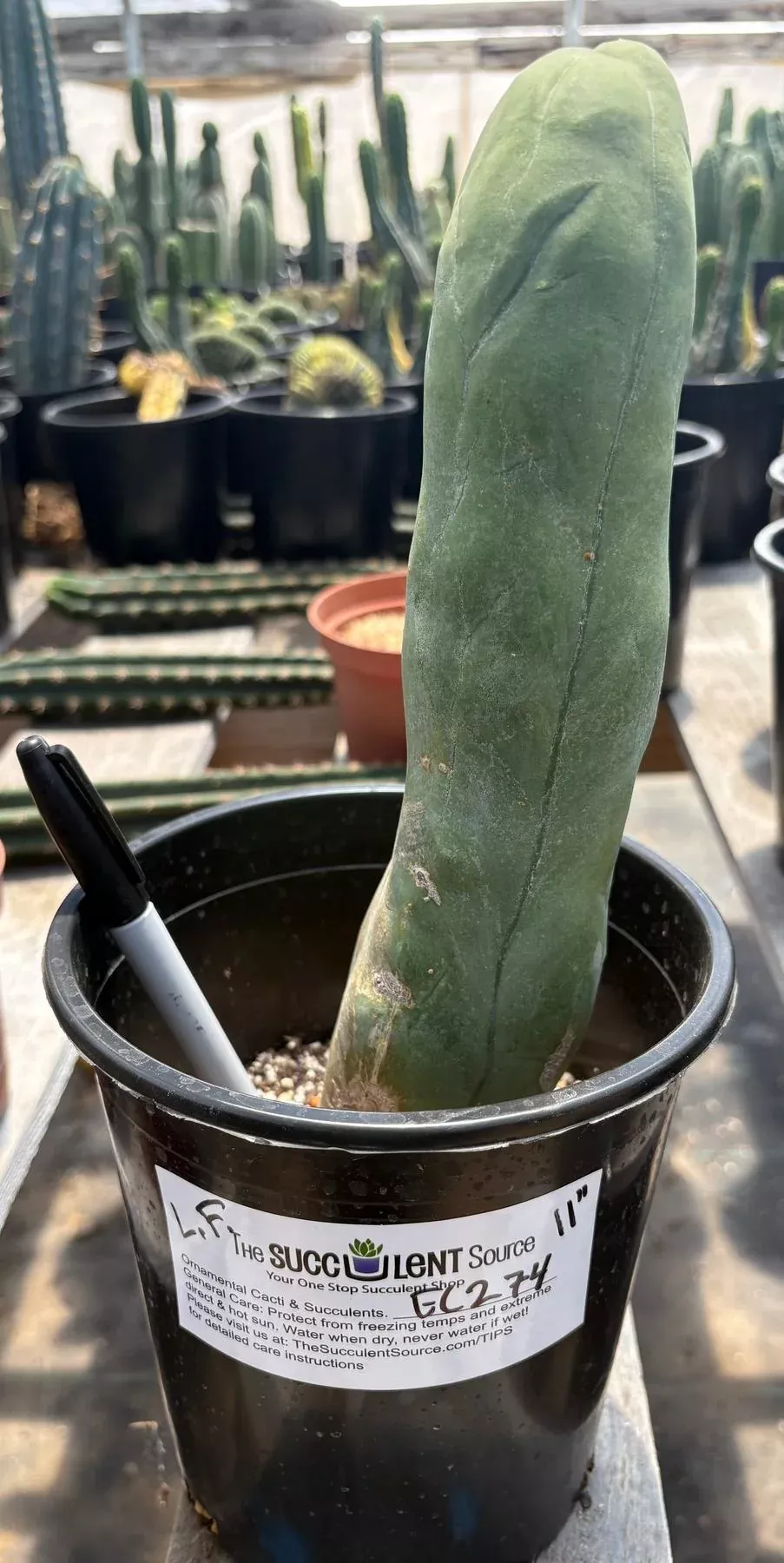 ec274-exact-trichocereus-bridgesii-monstrose-long-form-tbm-cactus-11 #EC274 EXACT Trichocereus Bridgesii Monstrose Long Form TBM Cactus 11”