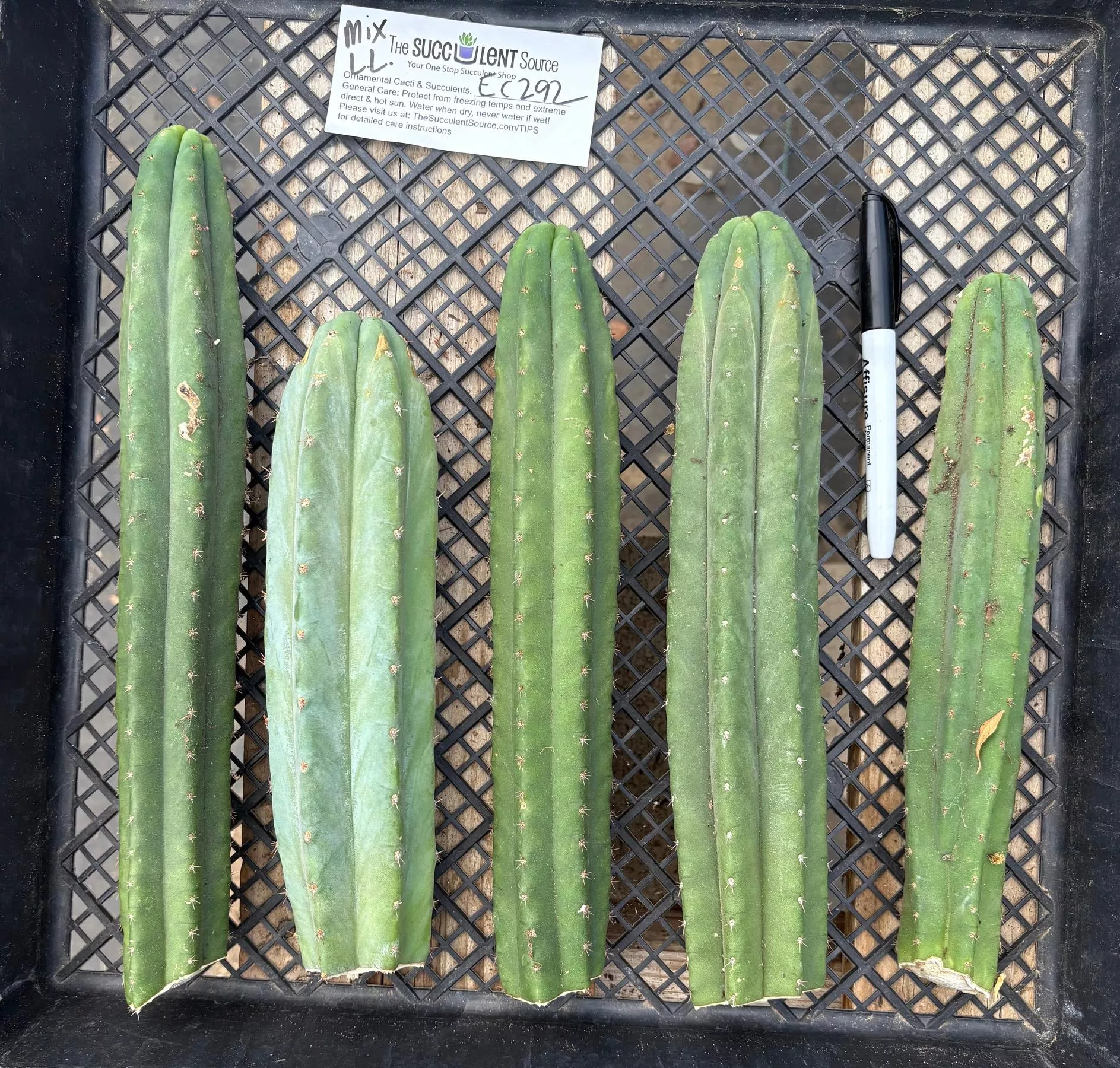 ec292-exact-trichocereus-mixed-cactus-cutting-tlc-lot #EC292 EXACT Trichocereus Mixed Cactus cutting TLC Lot