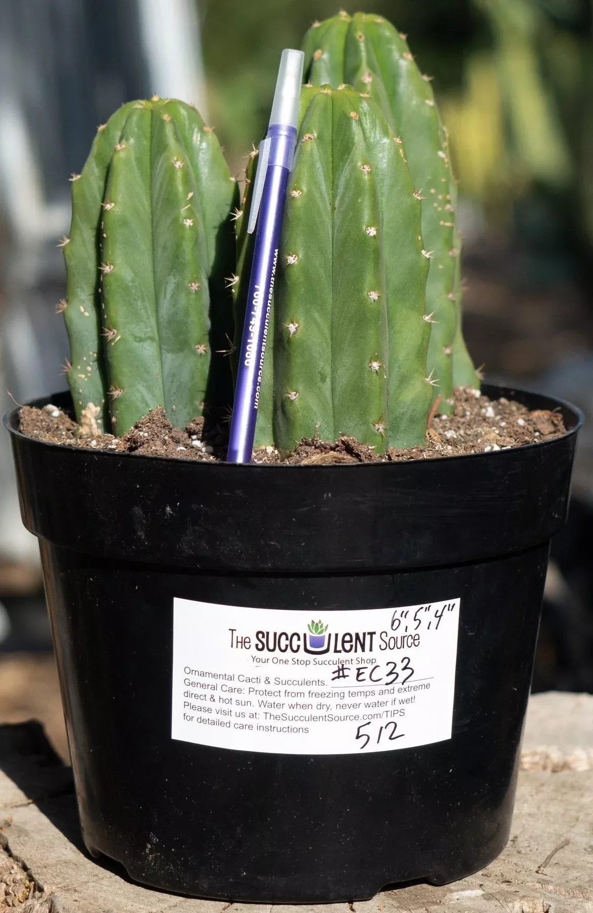 ec33-exact-trichocereus-pachanoi-pc-cactus-three-pach-we-choose #EC33 EXACT Trichocereus Pachanoi "PC" Cactus Three Pach we choose
