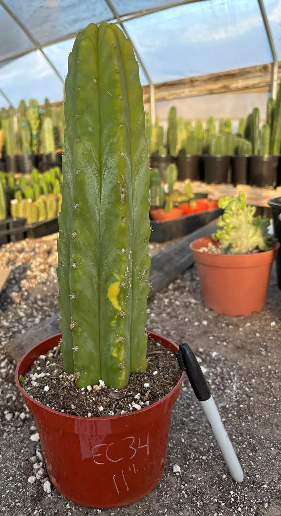 ec34-exact-trichocereus-pachanoi-pc-variegated-cactus-11 #EC34 EXACT Trichocereus Pachanoi PC Variegated Cactus 11”
