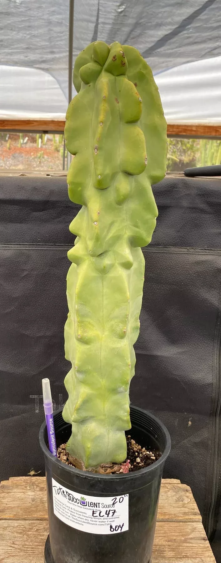 ec47-exact-lophocereus-schottii-monstrose-totem-pole-cactus-20 #EC47 EXACT Lophocereus schottii Monstrose Totem Pole Cactus 20"
