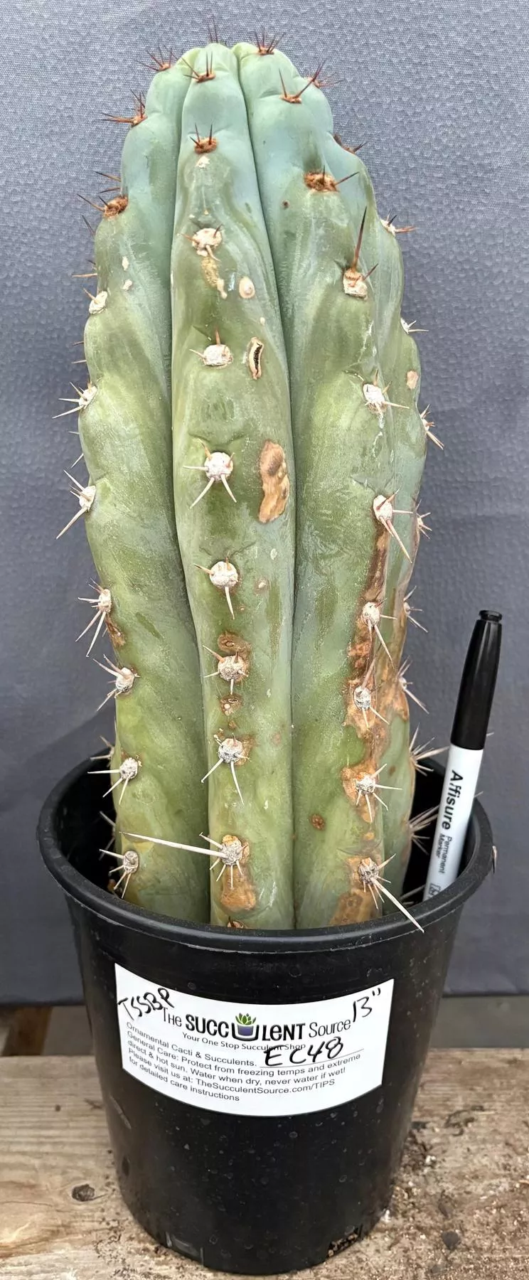 ec48-exact-trichocereus-peruvianus-tssbp-blue-peru-cactus-13 #EC48 EXACT Trichocereus Peruvianus TSSBP Blue Peru Cactus 13”