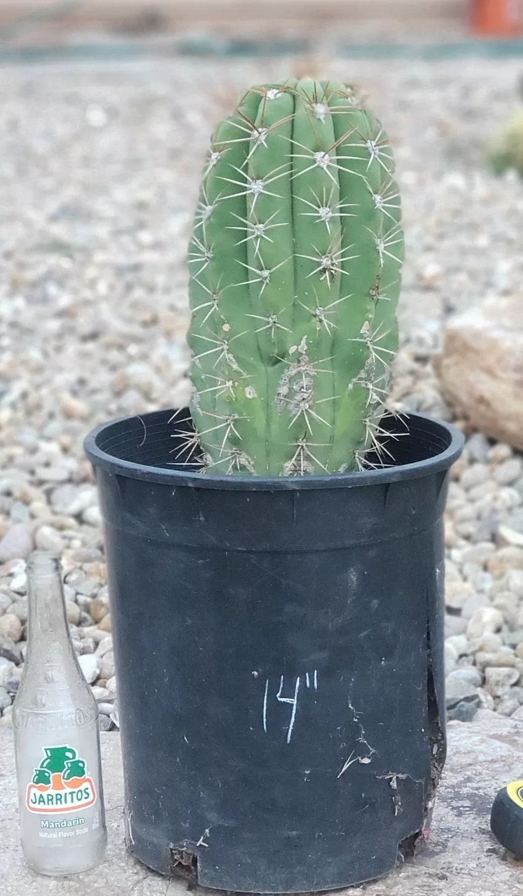 #EC71 EXACT Trichocereus TerschekiiCactus 14"