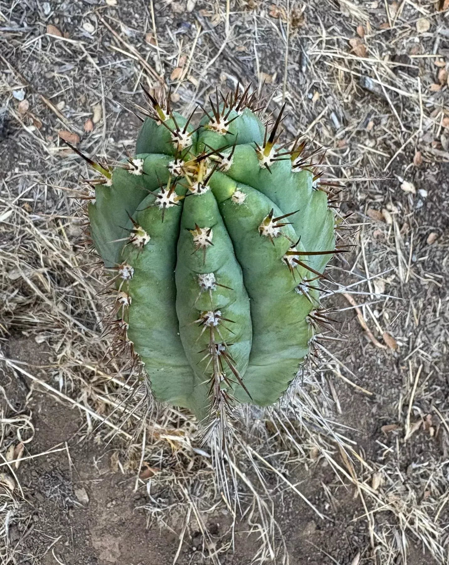 ec88-exact-peruvianus-spiderweb-cactus-cutting-10 #EC88 EXACT Peruvianus SpiderWeb Cactus Cutting 10”