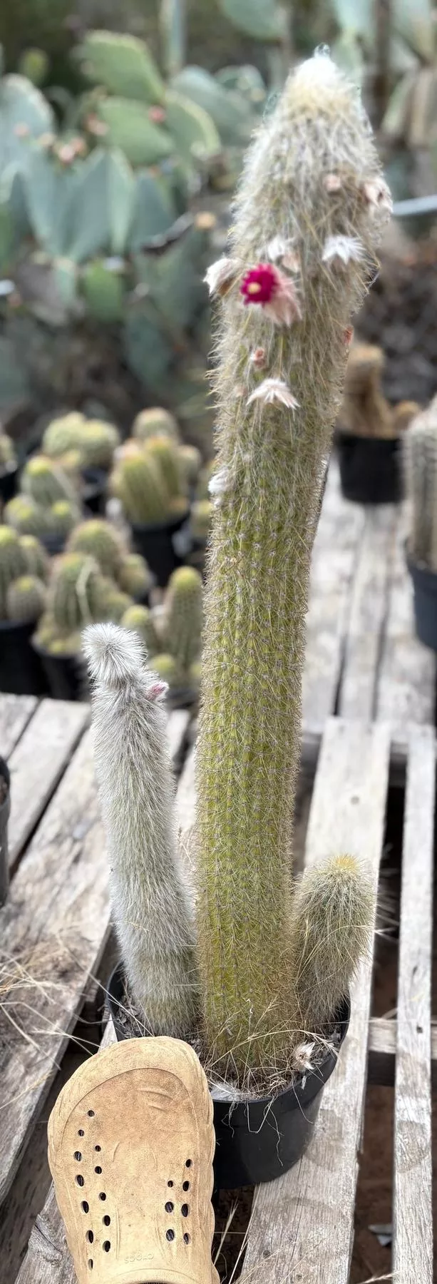ec91-exactcleistocactus-strausiisilver-torch-cactus-big-potted #EC91 EXACTCleistocactus strausiiSilver Torch Cactus Big and Potted