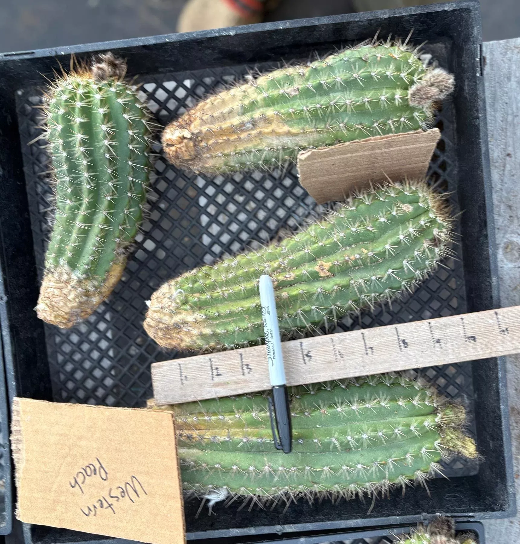 ec94-trichocereus-grandiflorus-hybrid-western-peach-cutting #EC94 Trichocereus Grandiflorus Hybrid Western Peach Cutting