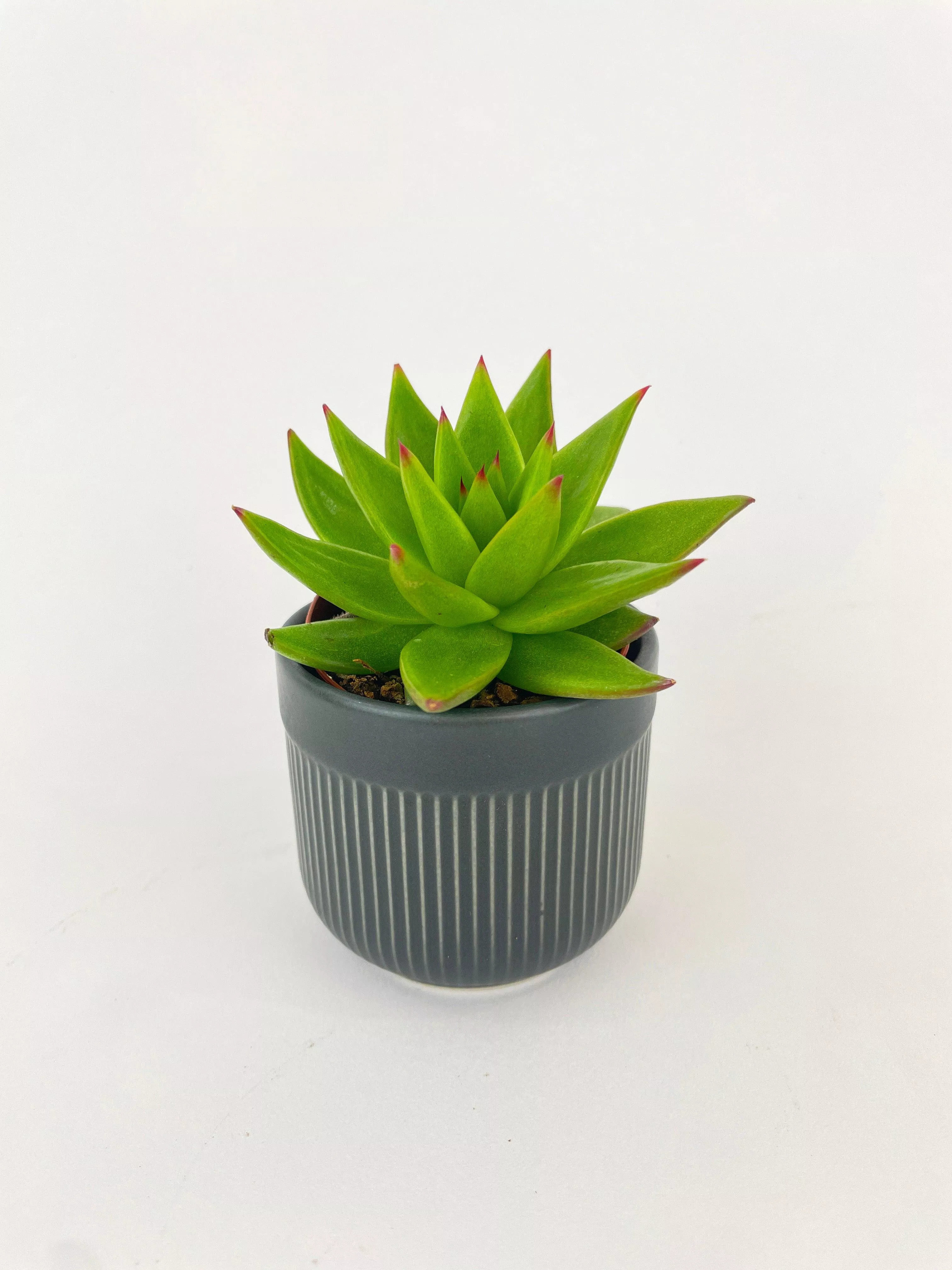 echeveria-agavoides-succulent Echeveria Agavoides Succulent