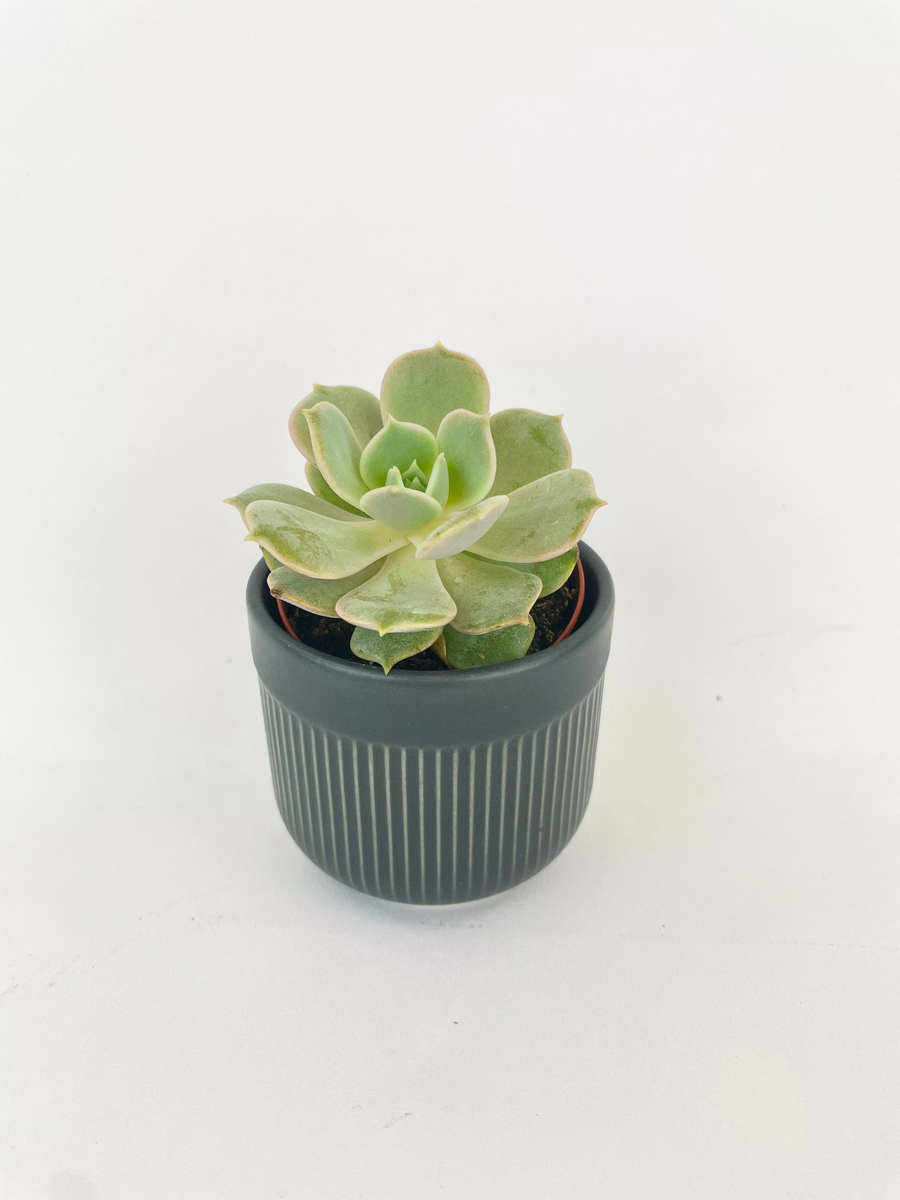 Echeveria Lola Succulent