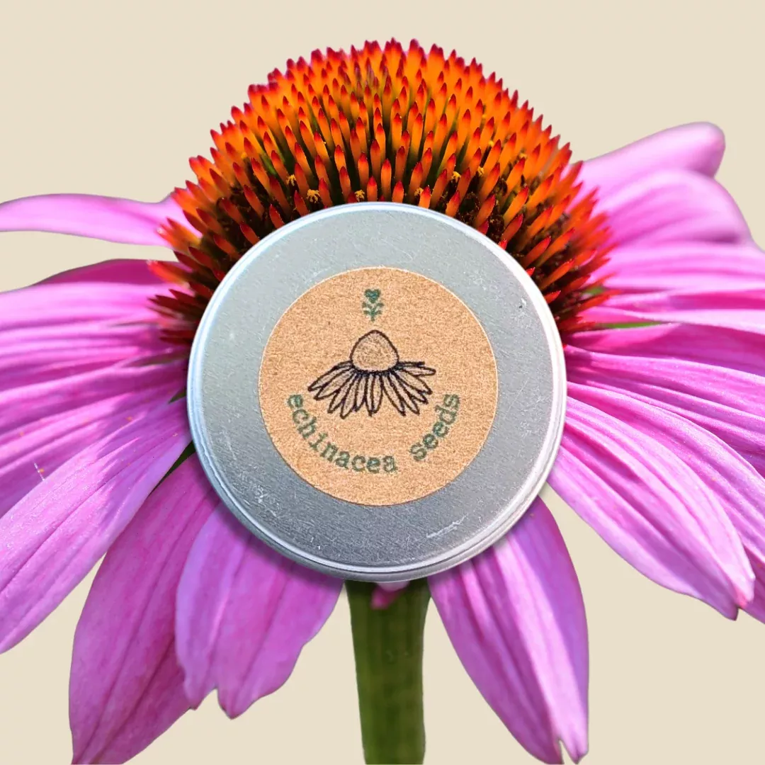 echinacea-seeds Echinacea Seeds