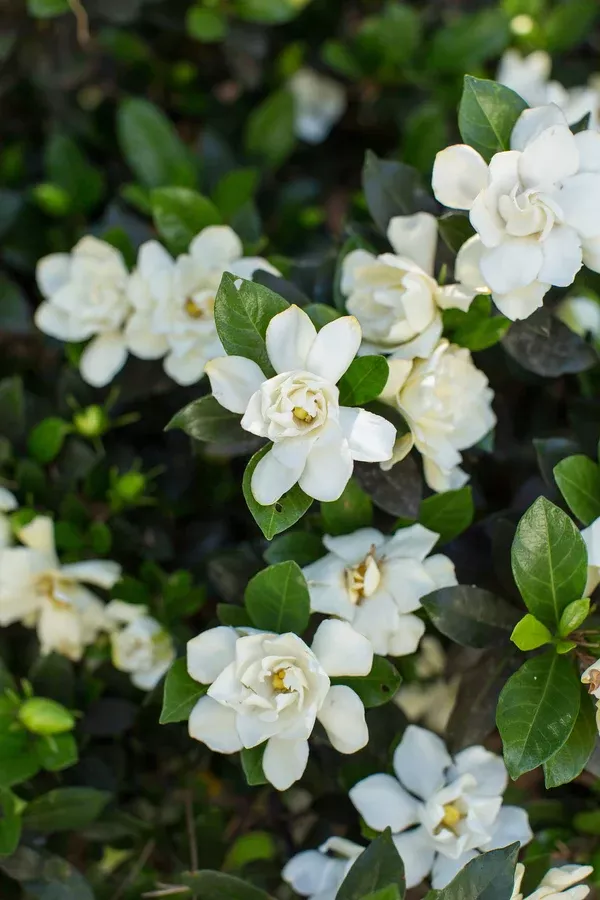 editions-sweet-tea-gardenia-plant-2-gallon Editions Sweet Tea Gardenia Plant - 2 Gallon