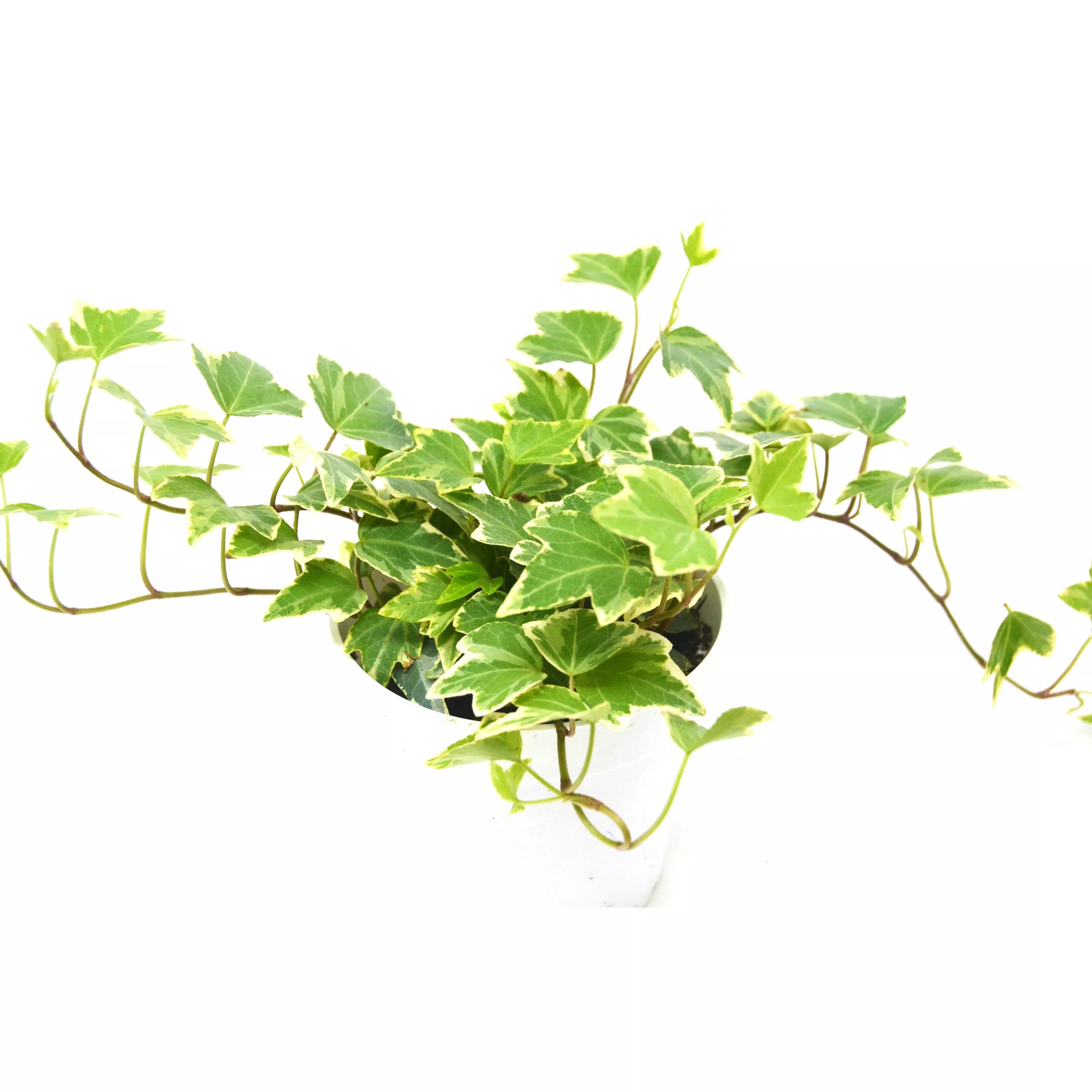 english-ivy-eva English Ivy 'Eva'