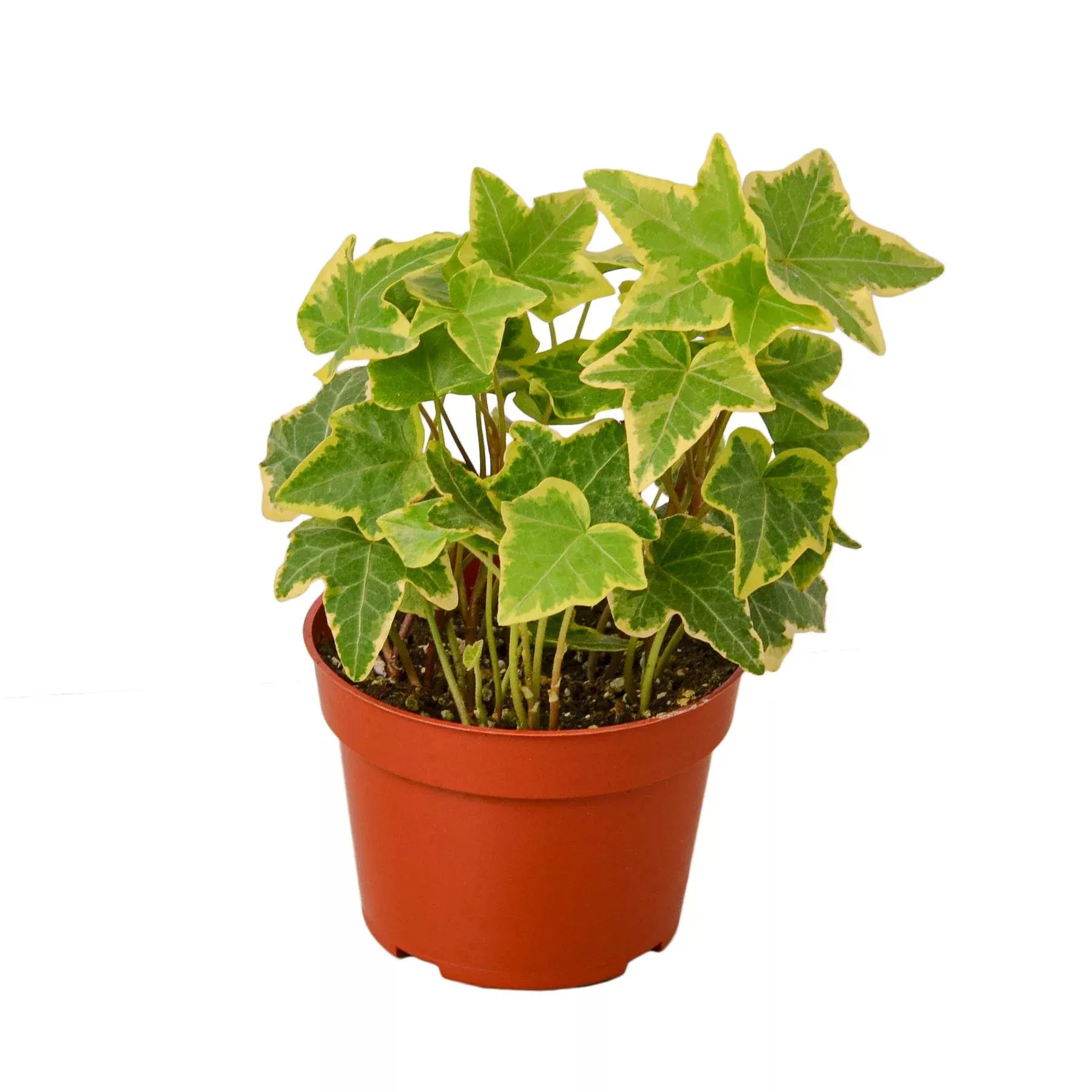english-ivy-gold-child English Ivy 'Gold Child'