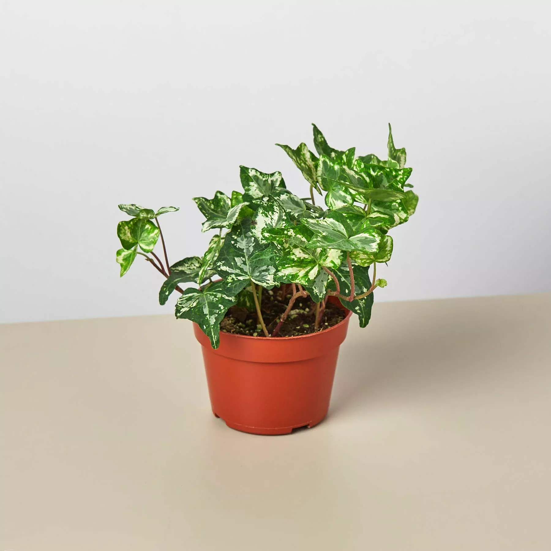 english-ivy-kolibre English Ivy 'Kolibre'