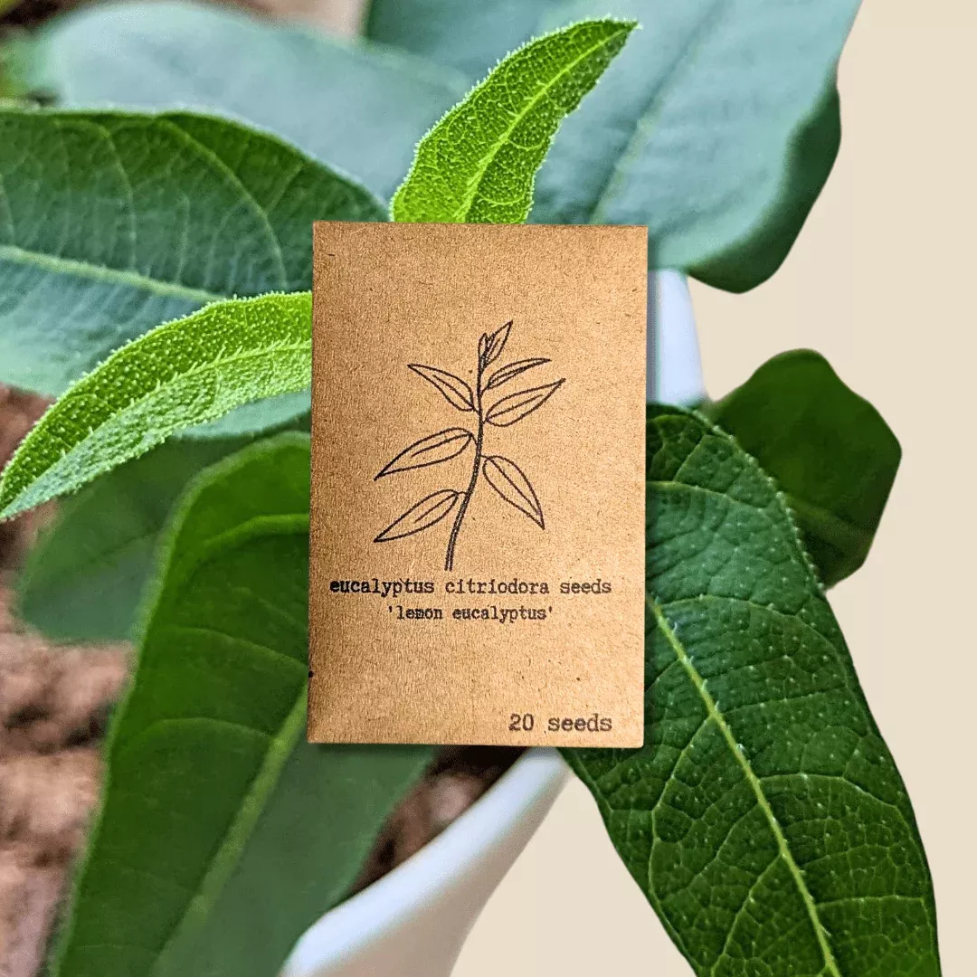 eucalyptus-citriodora-lemon-eucalyptus-seeds Eucalyptus Citriodora 'Lemon Eucalyptus' Seeds