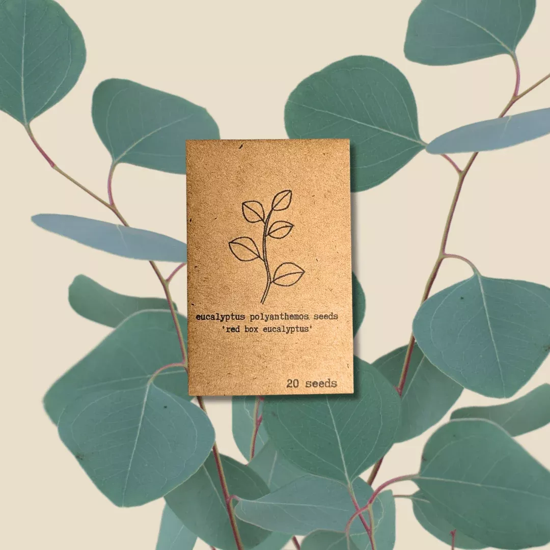 eucalyptus-polyanthemos-silver-plate-seeds Eucalyptus Polyanthemos 'Silver Plate' Seeds