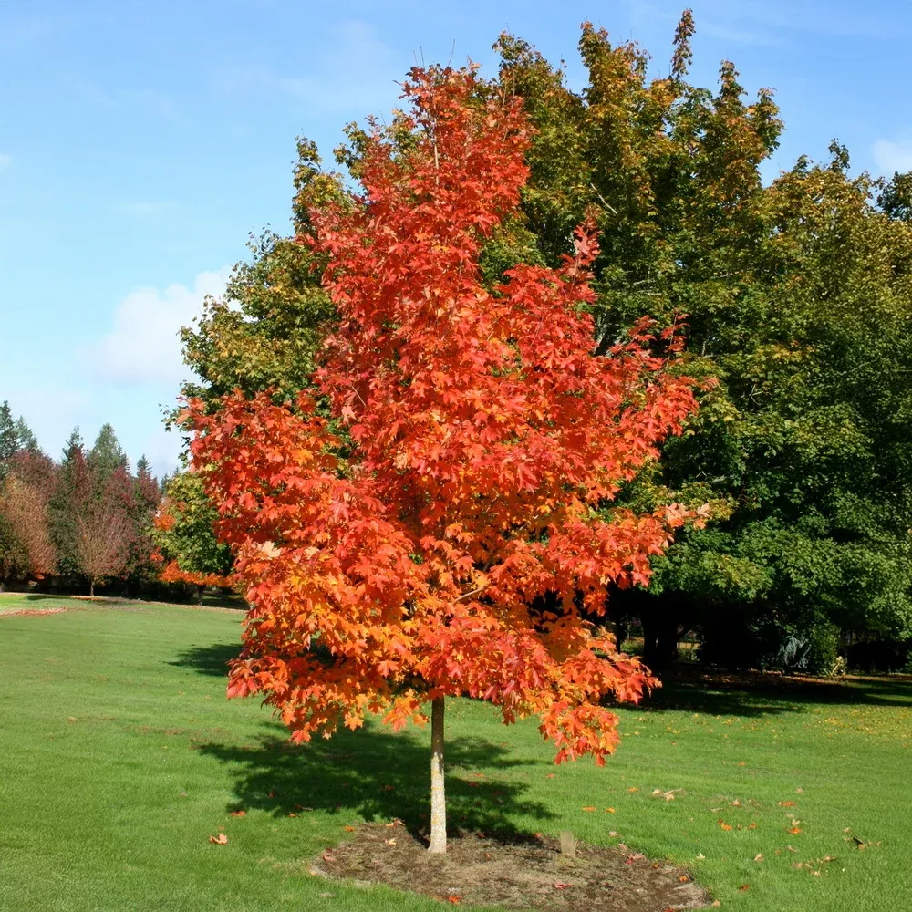 fall-fiesta-sugar-maple Fall Fiesta™ Sugar Maple