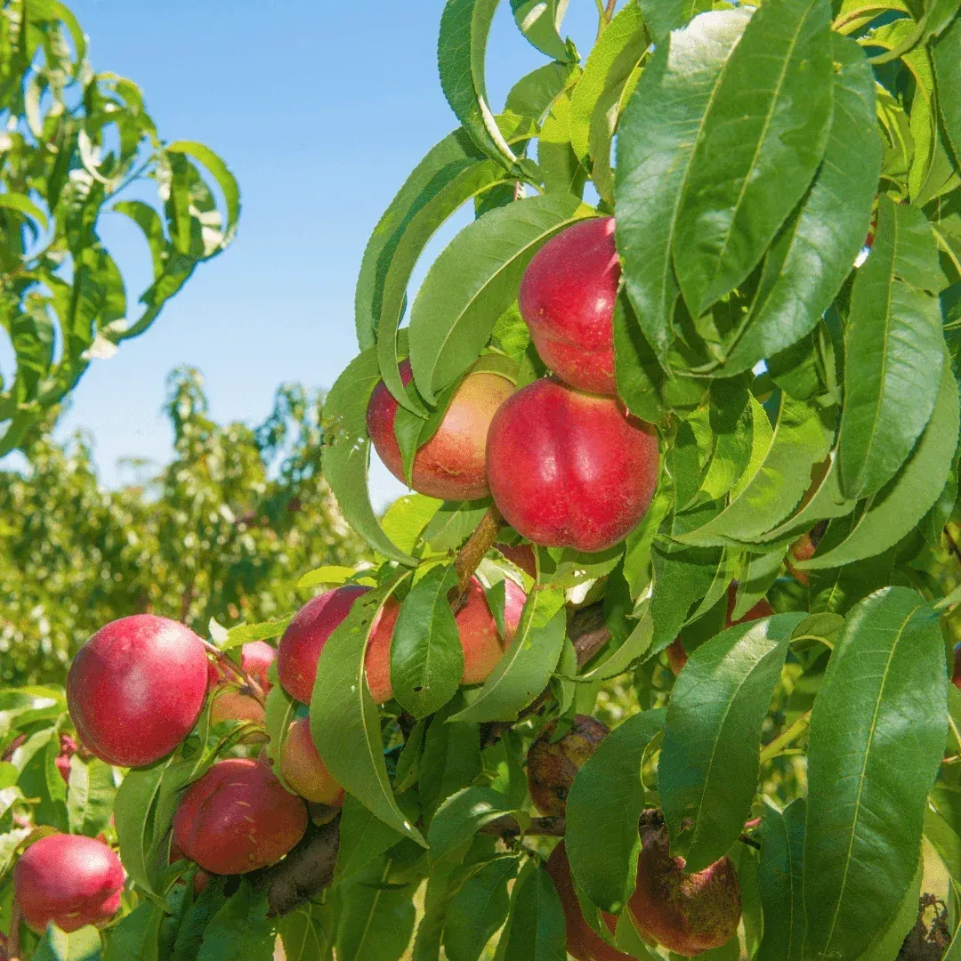 fantasia-nectarine-tree Fantasia Nectarine Tree
