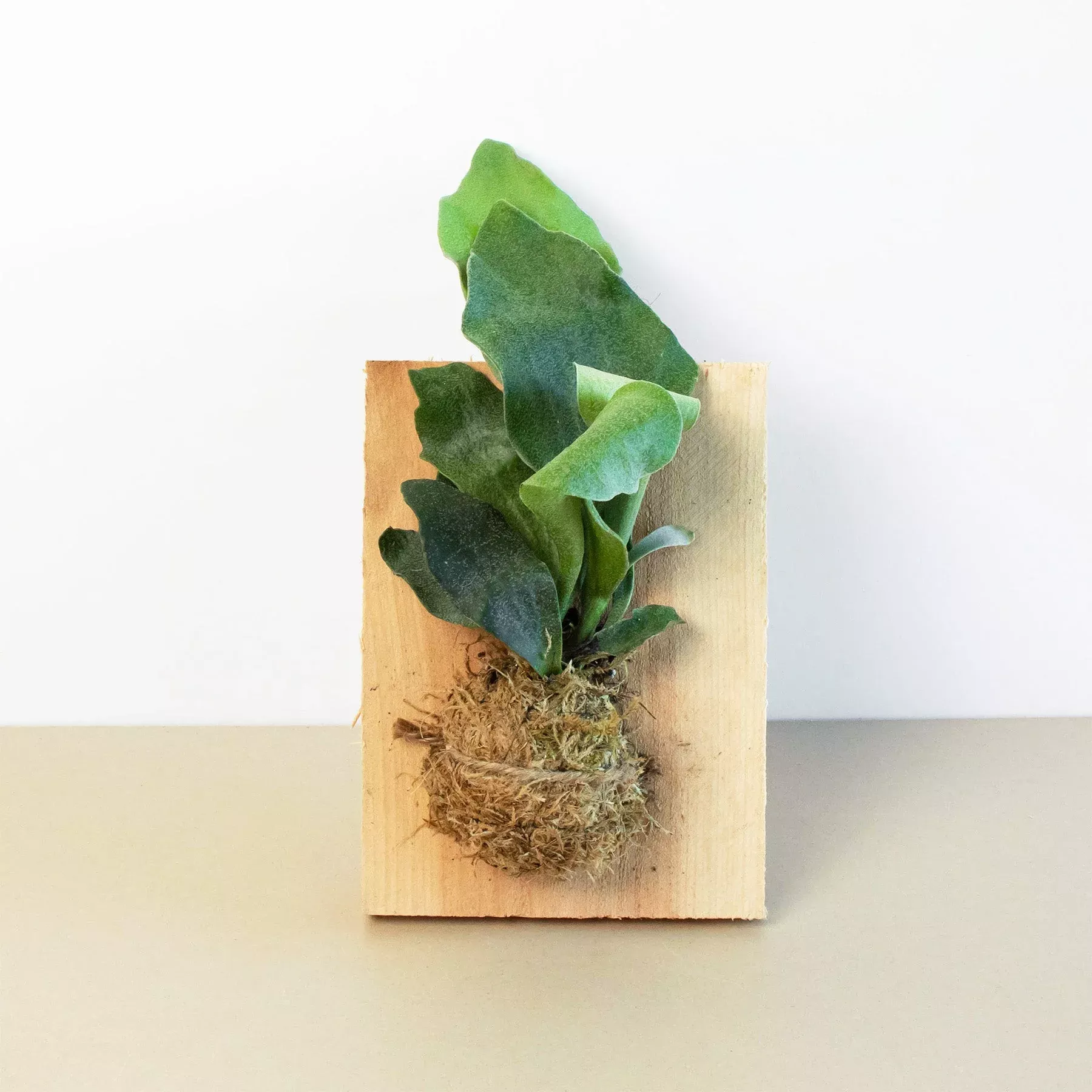 fern-staghorn-on-wood-mount Fern Staghorn on Wood Mount
