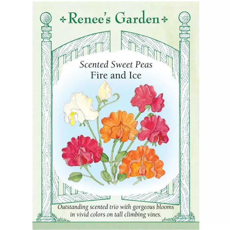 ‘Fire and Ice’ Scented Sweet Pea Seeds