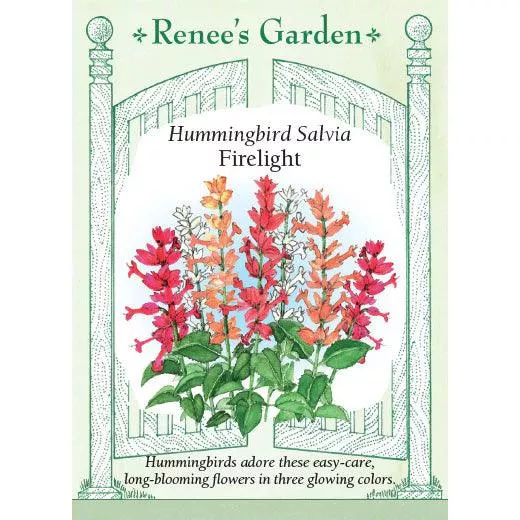 ‘Firelight’ Hummingbird Salvia Seeds
