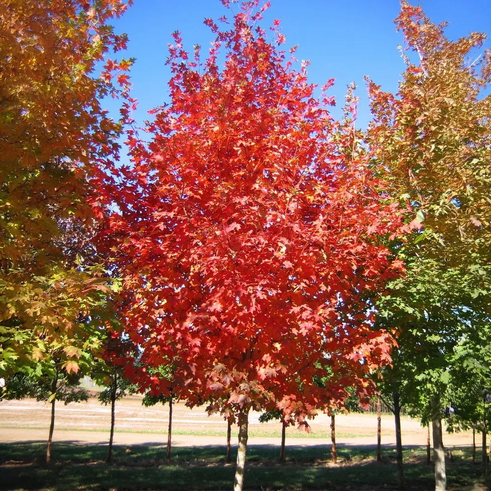 flashfire-sugar-maple Flashfire Sugar Maple