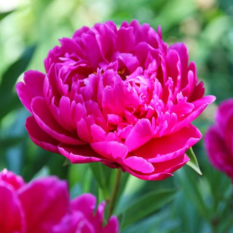 garden-peony-karl-rosenfield-1-pk (Garden Peony) Karl Rosenfield (1/pk)